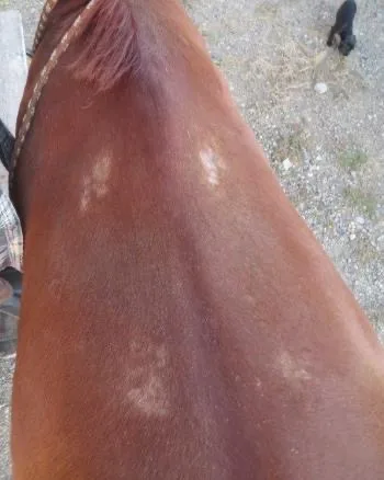 A sorrel horse's back with pale white patches of hair where a saddle sat.