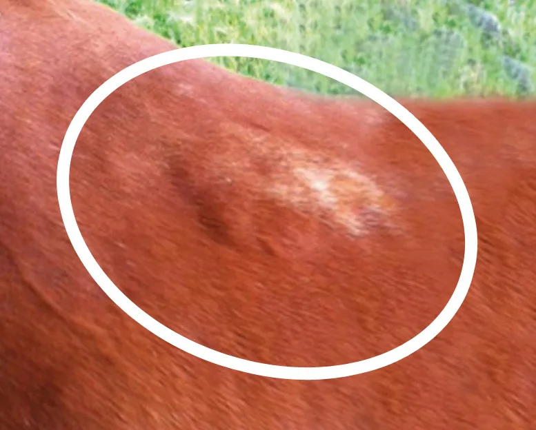 A close view of one white patch, circled, where the hair has lost its colour.
