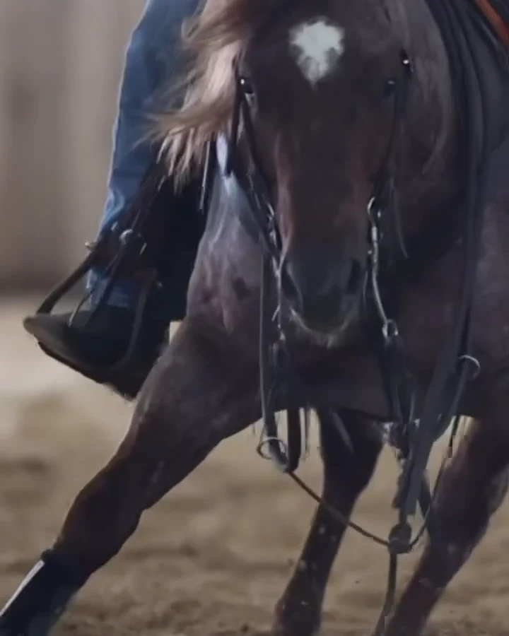 The real horse working, framed beside the statement.
